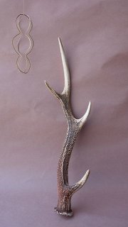 12　ニホンジカ　角　55cm 幅50cm 楽天市場】ニシガキ 刈太郎 500 N-834刈払機取付用 往復バリカン