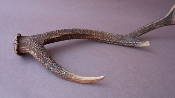 画像7: デコール用二ホンジカの角 (7)