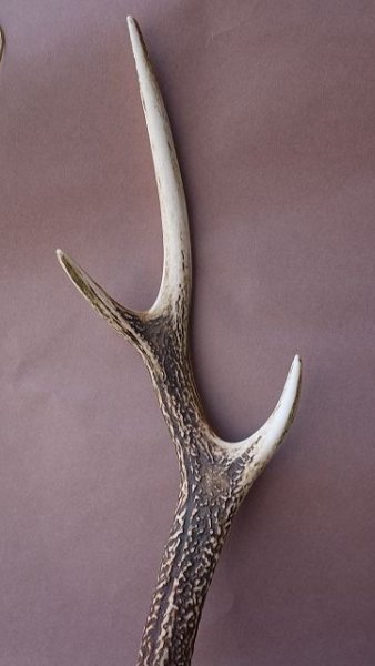 画像3: デコール用二ホンジカの角 (3)