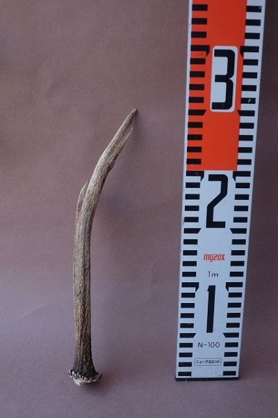 画像8: デコール用二ホンジカの角mini・小鹿 (8)