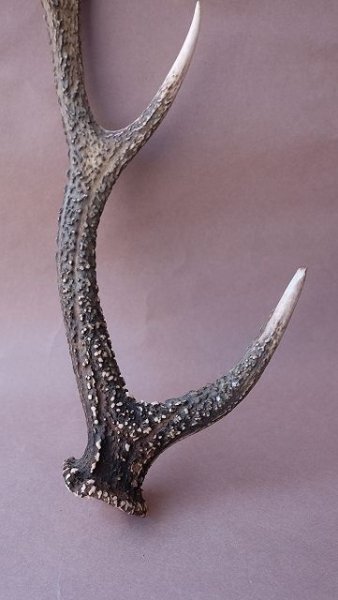 画像2: デコール用二ホンジカの角 (2)