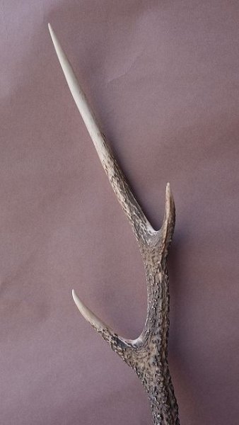 画像3: デコール用二ホンジカの角 (3)