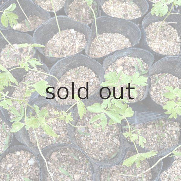 画像2: 風船かずらポット苗 (2)