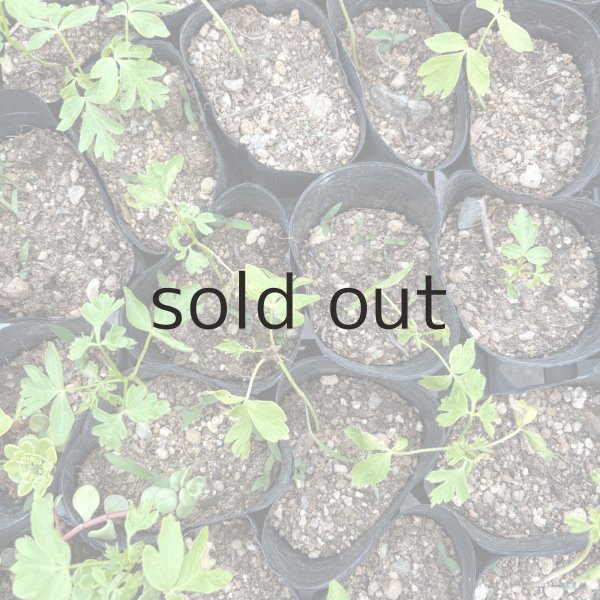 画像3: 風船かずらポット苗 (3)