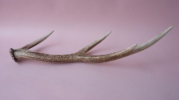 画像4: デコール用二ホンジカの角 (4)