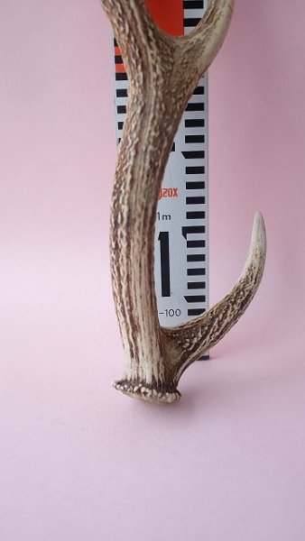 画像7: デコール用二ホンジカの角 (7)