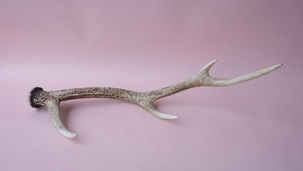 画像4: デコール用二ホンジカの角 (4)