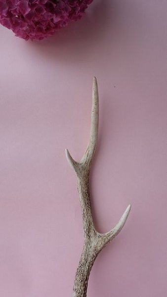 画像3: デコール用二ホンジカの角 (3)