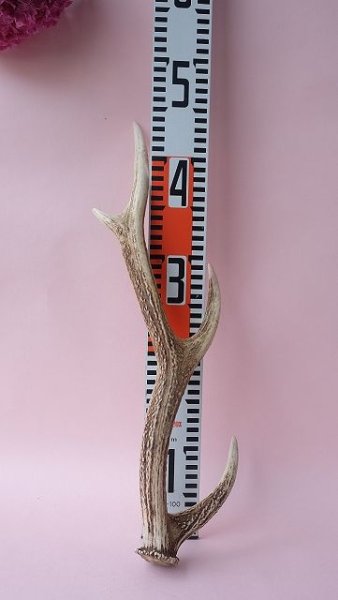 画像9: デコール用二ホンジカの角 (9)