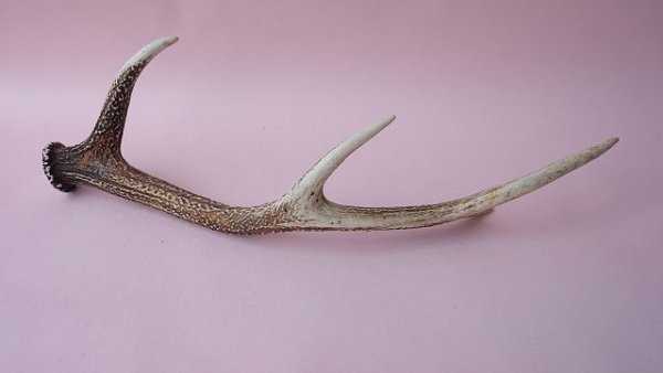 画像5: デコール用二ホンジカの角 (5)