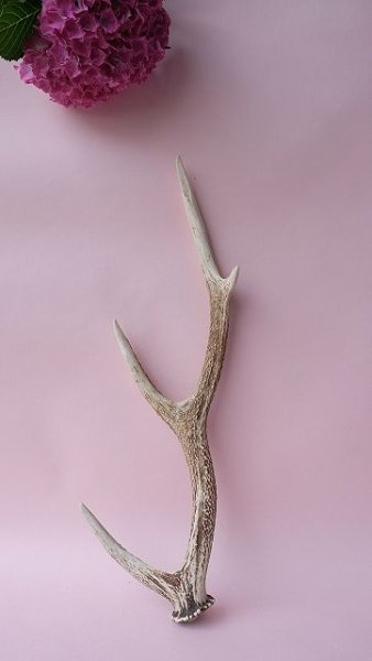 画像1: デコール用二ホンジカの角 (1)
