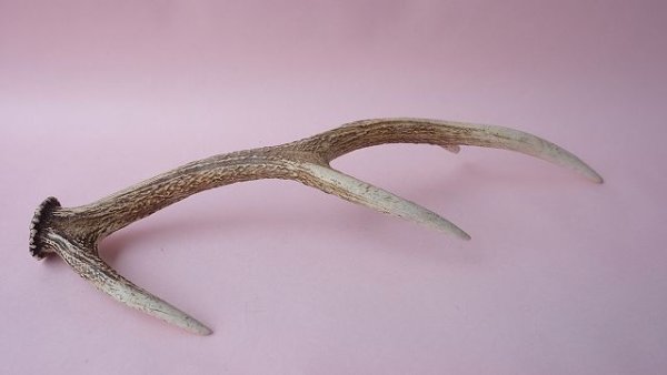 画像5: デコール用二ホンジカの角 (5)