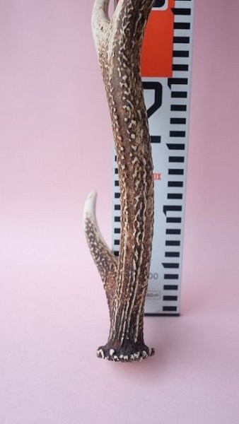 画像7: デコール用二ホンジカの角 (7)