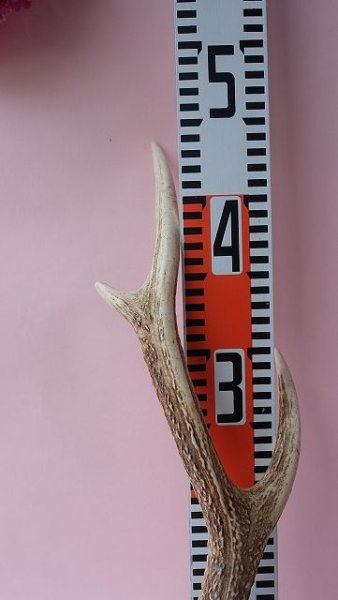 画像8: デコール用二ホンジカの角 (8)