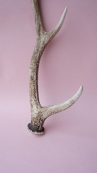 画像2: デコール用二ホンジカの角 (2)