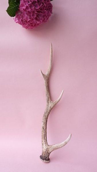 画像1: デコール用二ホンジカの角 (1)