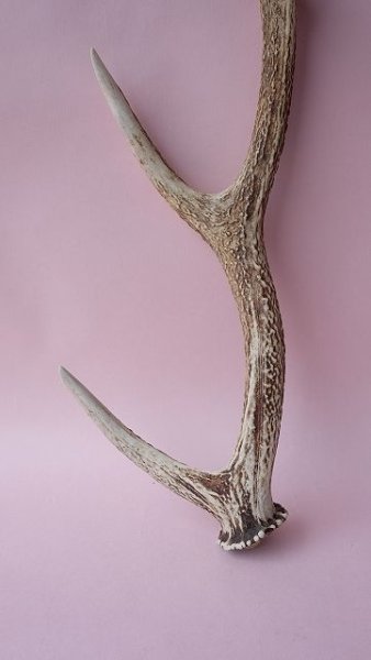 画像2: デコール用二ホンジカの角 (2)