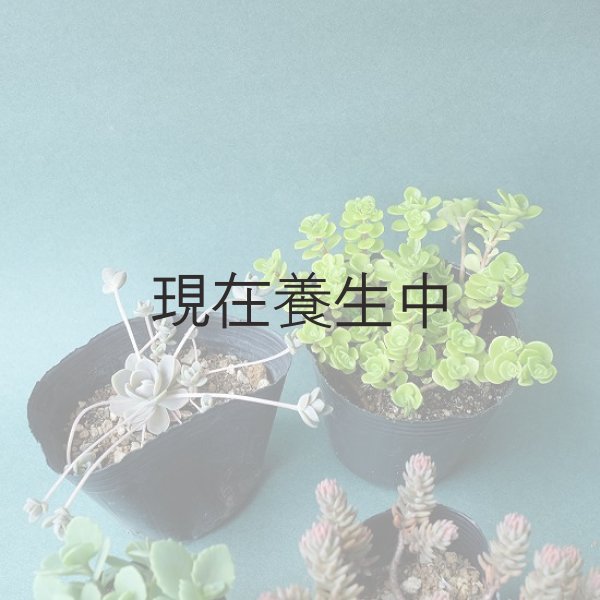 画像9: 期間・数量限定　「100円多肉」フェアを開催いたします。 (9)