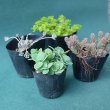 実際にお届けするポット苗の一例です。