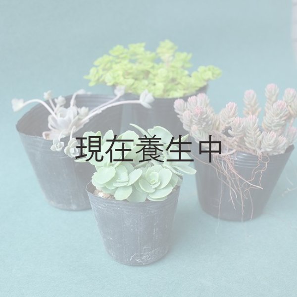 実際にお届けするポット苗の一例です。