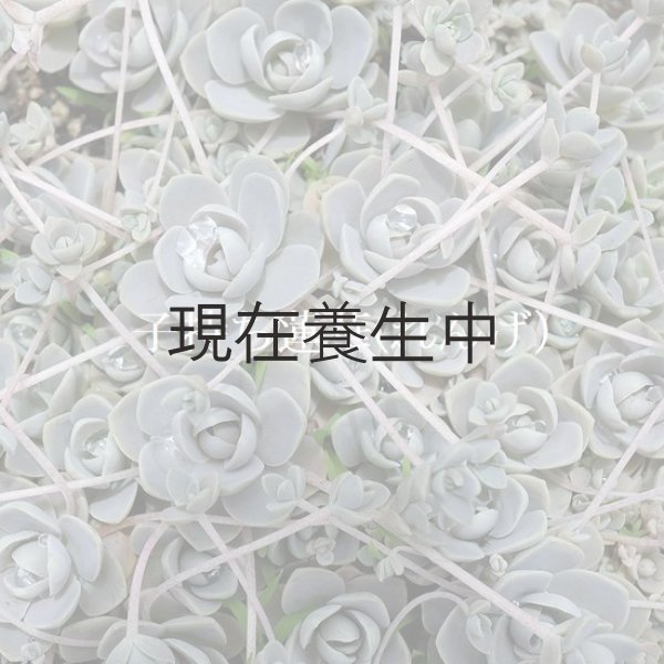 画像2: 期間・数量限定　「100円多肉」フェアを開催いたします。 (2)