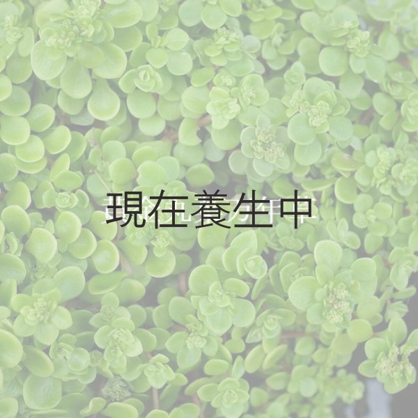 画像4: 期間・数量限定　「100円多肉」フェアを開催いたします。 (4)