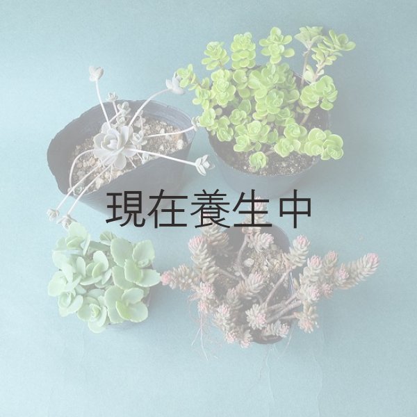 画像5: 期間・数量限定　「100円多肉」フェアを開催いたします。 (5)