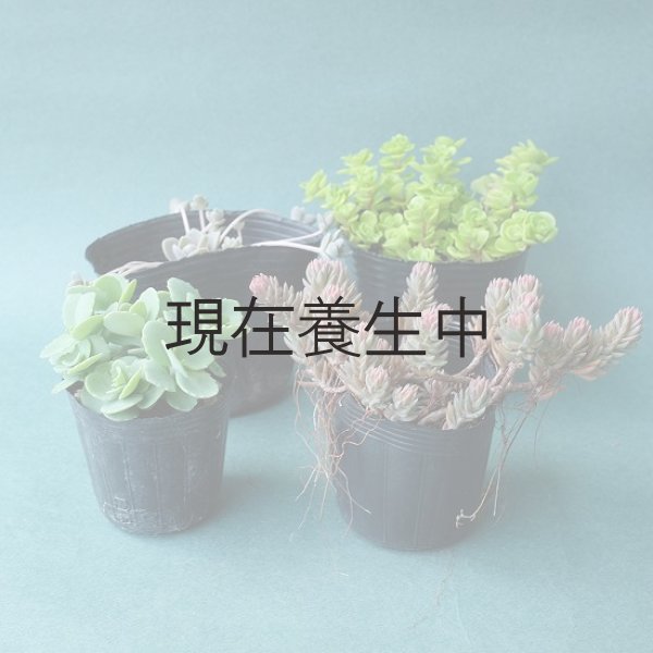 画像6: 期間・数量限定　「100円多肉」フェアを開催いたします。 (6)