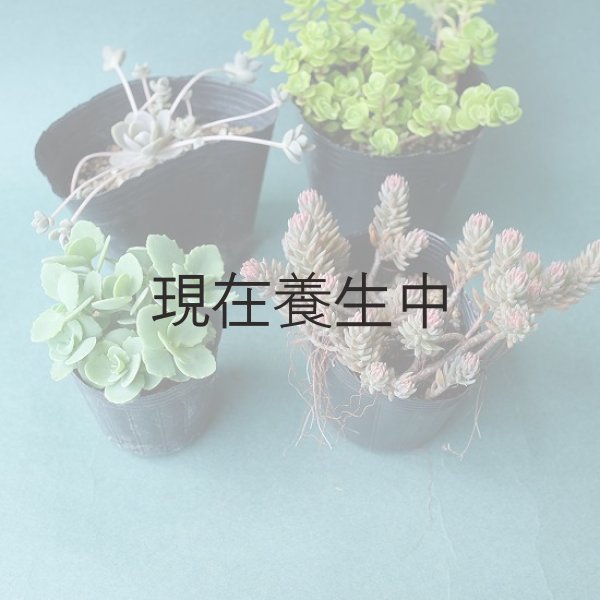 画像8: 期間・数量限定　「100円多肉」フェアを開催いたします。 (8)