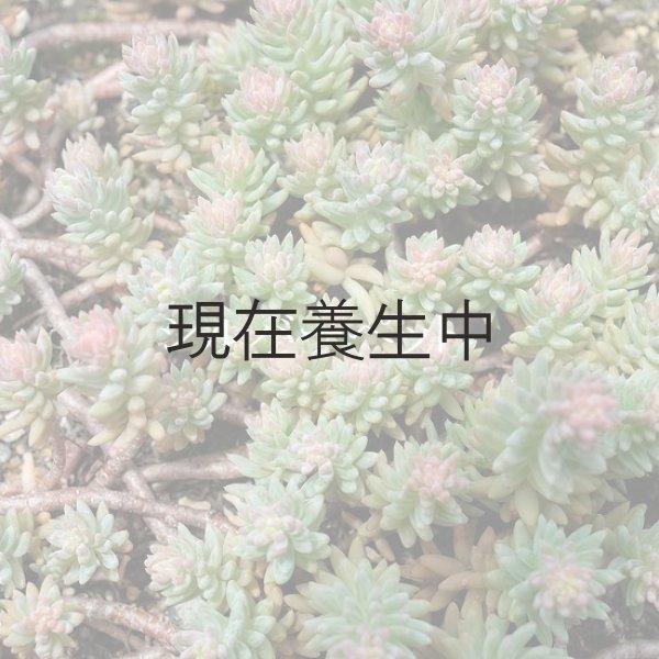 画像3: 期間・数量限定　「100円多肉」フェアを開催いたします。 (3)