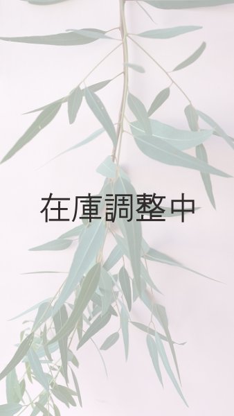 画像4: Dry plants for decor ユーカリ生切り枝（カマルドレンシス）タイプ700〜1000mm (4)