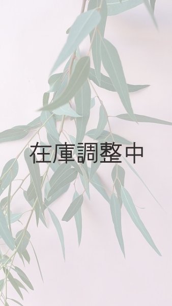 画像6: Dry plants for decor ユーカリ生切り枝（カマルドレンシス）タイプ700〜1000mm (6)