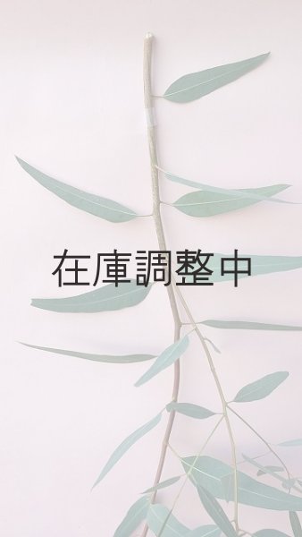 画像3: Dry plants for decor ユーカリ生切り枝（カマルドレンシス）タイプ700〜1000mm (3)