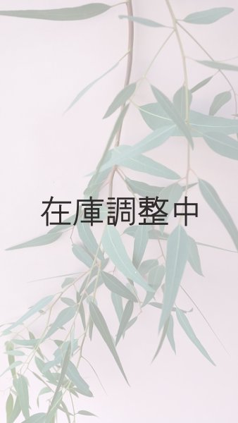 画像5: Dry plants for decor ユーカリ生切り枝（カマルドレンシス）タイプ700〜1000mm (5)