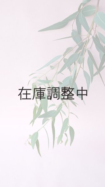 画像8: Dry plants for decor ユーカリ生切り枝（カマルドレンシス）タイプ700〜1000mm (8)