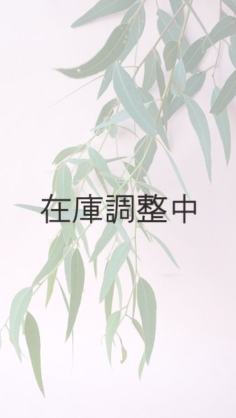 画像7: Dry plants for decor ユーカリ生切り枝（カマルドレンシス）タイプ700〜1000mm (7)