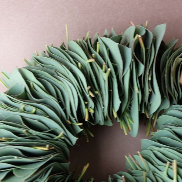 画像4: Dry plants for decor ユーカリリーフリース (4)