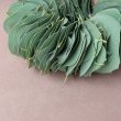 画像2: Dry plants for decor ユーカリリーフリース (2)