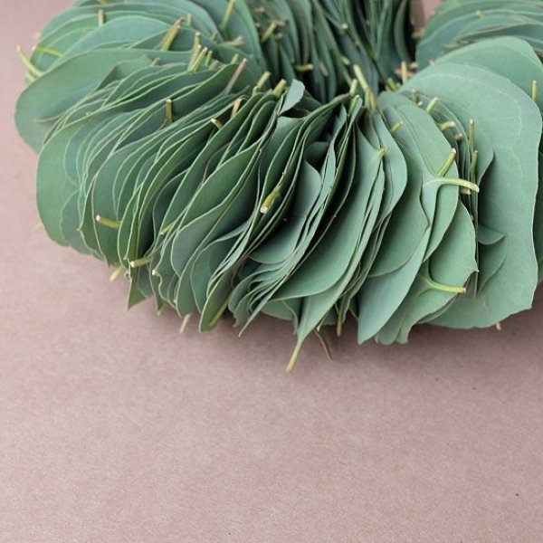 画像2: Dry plants for decor ユーカリリーフリース (2)