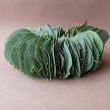 画像5: Dry plants for decor ユーカリリーフリース (5)