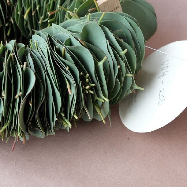 画像3: Dry plants for decor ユーカリリーフリース (3)