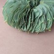 画像2: Dry plants for decor ユーカリリーフリース (2)