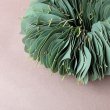 画像2: Dry plants for decor ユーカリリーフリース (2)
