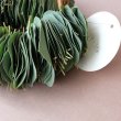 画像3: Dry plants for decor ユーカリリーフリース (3)