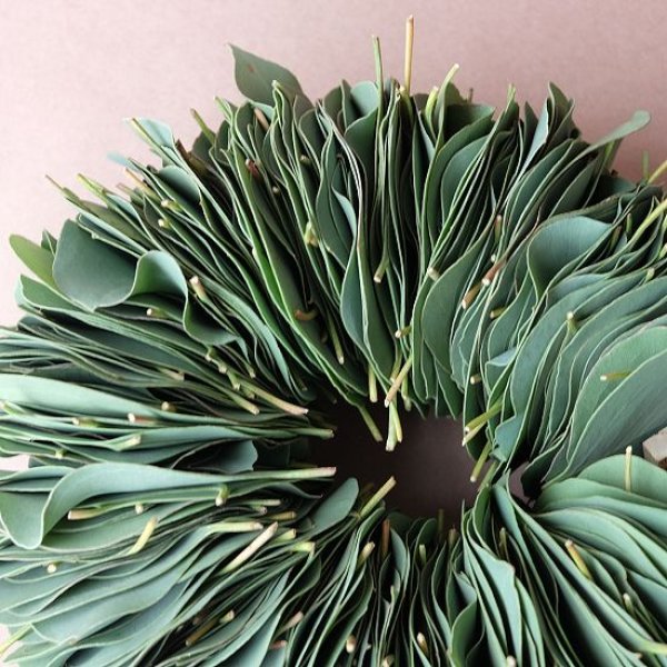 画像4: Dry plants for decor ユーカリリーフリース (4)