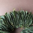 画像4: Dry plants for decor ユーカリリーフリース (4)