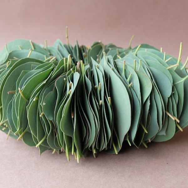 画像5: Dry plants for decor ユーカリリーフリース (5)