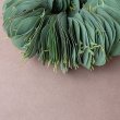 画像2: Dry plants for decor ユーカリリーフリース (2)