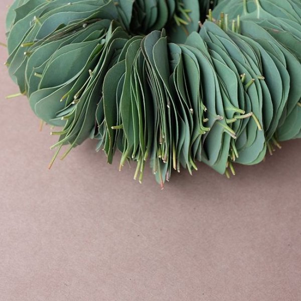 画像2: Dry plants for decor ユーカリリーフリース (2)