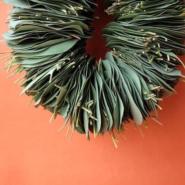 画像7: Dry plants for decor ユーカリリーフリース (7)